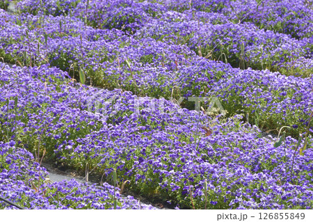 鶴見緑地のパンジー 鶴見緑地のパンジー 126855849