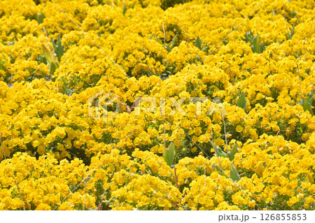 鶴見緑地のパンジー 126855853