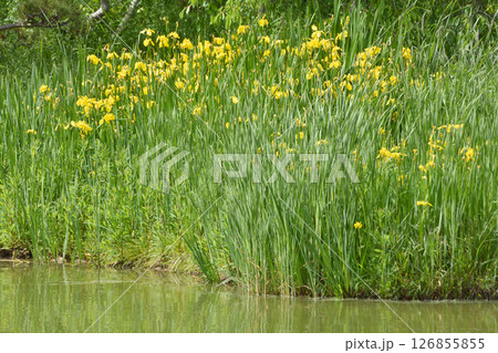 鶴見緑地の黄菖蒲 126855855