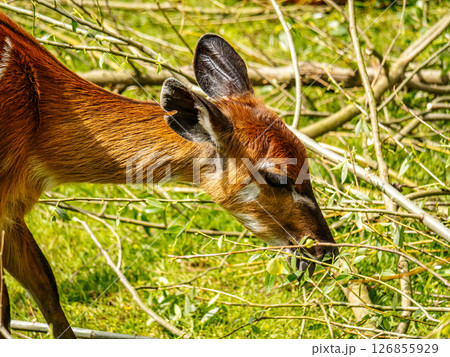 Close-Up of a Brightly Colored western sitatunga calf in a Natural Grassland Habitat Close-Up of a Brightly Colored western sitatunga calf in a Natural Grassland Habitat 126855929