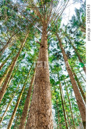 A vertical perspective captures towering trees stretching skyward 126856543
