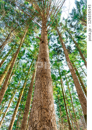 A vertical perspective captures towering trees stretching skyward A vertical perspective captures towering trees stretching skyward 126856545