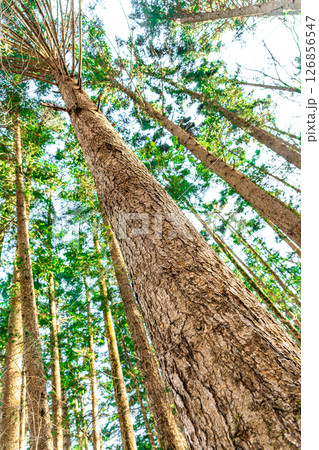 A vertical perspective captures towering trees stretching skyward A vertical perspective captures towering trees stretching skyward 126856547