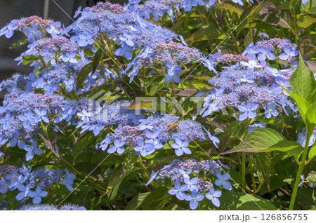 ガクアジサイ 126856755