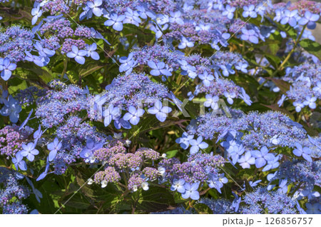 ガクアジサイ ガクアジサイ 126856757