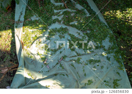 庭師の養生シート 126856830