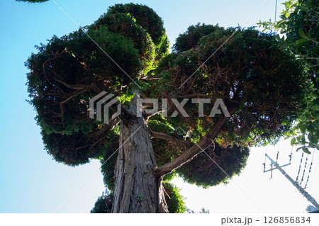 ヒバの剪定 126856834