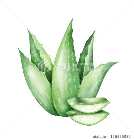Aloe Vera Plant with Slices Illustration 126856883