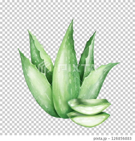 Aloe Vera Plant with Slices Illustration 126856883