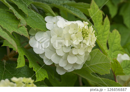 カシワバアジサイ 126856887