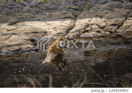 wild female bengal tiger or panthera tigris at ranthambore national park rajasthan india. tigress chilling cooling off body in water angry face expression in hot condition summer season forest safari wild female bengal tiger or panthera tigris at ranthambore national park rajasthan india. tigress chilling cooling off body in water angry face expression in hot condition summer season forest safari 126856962