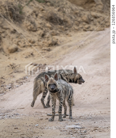 Striped hyena or hyaena hyaena pair or family portrait on forest track with a road block during outdoor jungle safari at ranthambore national park tiger reserve rajasthan india Striped hyena or hyaena hyaena pair or family portrait on forest track with a road block during outdoor jungle safari at ranthambore national park tiger reserve rajasthan india 126856964