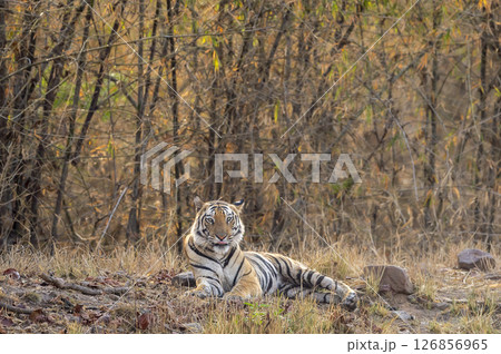 wild male bengal tiger or panthera tigris at bandhavgarh national park madhya pradesh india. tiger sitting with eye contact and face expression in bamboo forest green background summer season safari 126856965