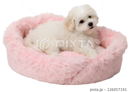Adorable maltese puppy relaxing in soft pink bed, small fluffy dog, sweet and calm pet 126857191