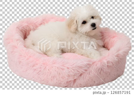 Adorable maltese puppy relaxing in soft pink bed, small fluffy dog, sweet and calm pet 126857191