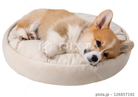 Cute corgi puppy resting comfortably on cozy dog bed, fluffy and happy dog, domestic animal lifestyle 126857192