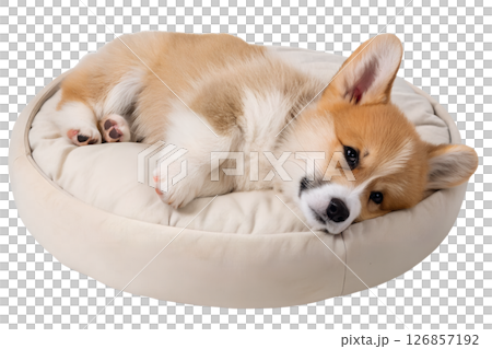 Cute corgi puppy resting comfortably on cozy dog bed, fluffy and happy dog, domestic animal lifestyle 126857192