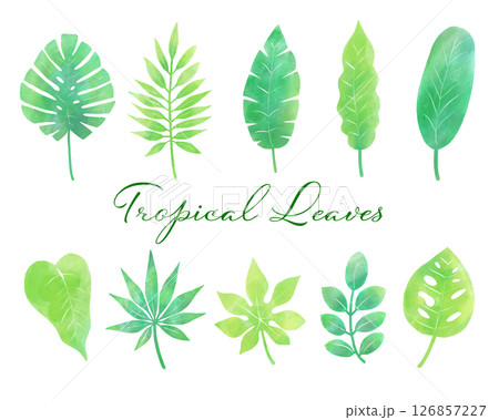 水彩風のトロピカルリーフ(夏・緑・植物) 水彩風のトロピカルリーフ(夏・緑・植物) 126857227