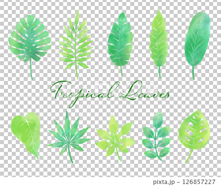 水彩風のトロピカルリーフ(夏・緑・植物) 水彩風のトロピカルリーフ(夏・緑・植物) 126857227