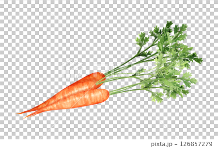 Han-drawn Illustration of Fresh Carrots Han-drawn Illustration of Fresh Carrots 126857279