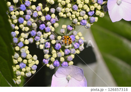 アジサイとナミテントウムシ 126857318