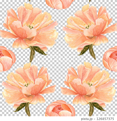 Delicate peony flower bud in soft peach watercolor seamless pattern on white. Hand-painted high detail, perfect for wedding invitations, branding, packaging, fabric design, digital projects. Coral 126857375