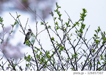さくら 道の駅 水辺プラザかもと さくら 道の駅 水辺プラザかもと 126857387