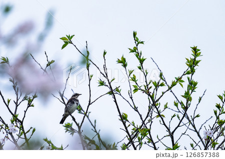 さくら 道の駅 水辺プラザかもと さくら 道の駅 水辺プラザかもと 126857388