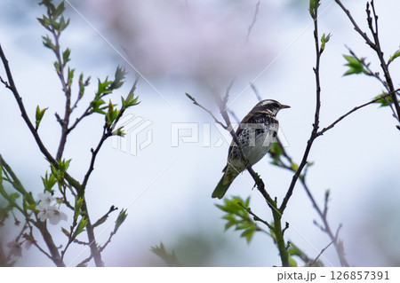 さくら　道の駅 水辺プラザかもと 126857391