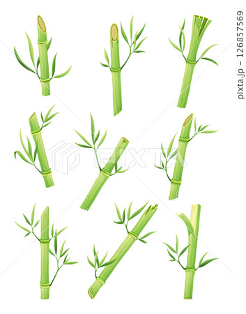 Bamboo green stalk, icon set. Stem with leaf isolated on white background. Eco design of stick bamboo with foliage or leaves, vector illustration Bamboo green stalk, icon set. Stem with leaf isolated on white background. Eco design of stick bamboo with foliage or leaves, vector illustration 126857569