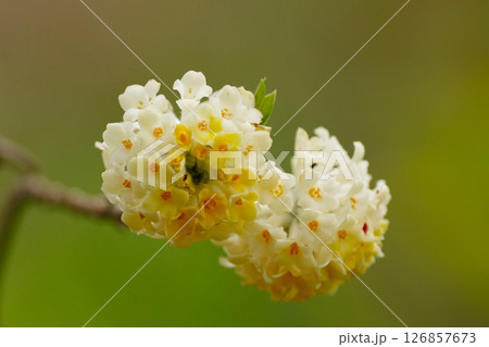 ミツマタの花 126857673