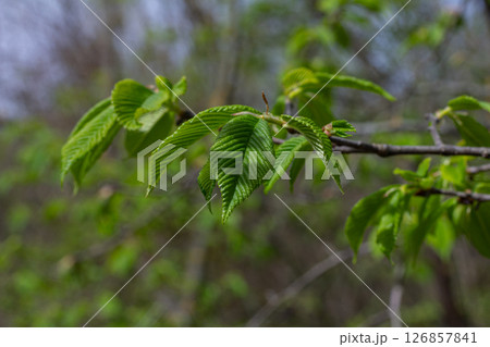 Tussilago farfara blooms in spring showcasing vibrant yellow flowers that brighten the landscape during the early season 126857841