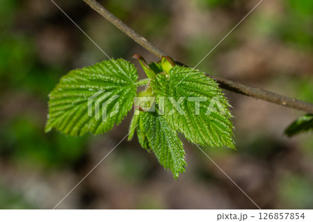 Coltsfoot blooms emerging in spring showcasing fresh green leaves in natural habitat by a forested area 126857854