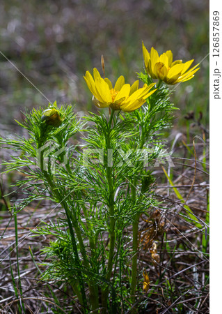 Yellow pheasant's eye blooms in spring showcase vibrant petals on lush greenery in a tranquil natural setting Yellow pheasant's eye blooms in spring showcase vibrant petals on lush greenery in a tranquil natural setting 126857869