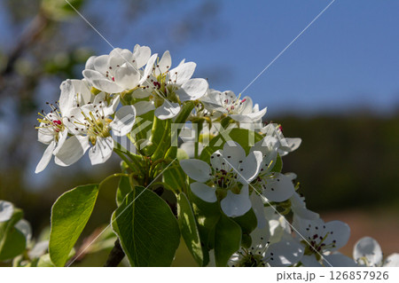Delicate pear blossoms bloom in spring under a clear blue sky showcasing nature's beauty in vibrant white and green hues 126857926