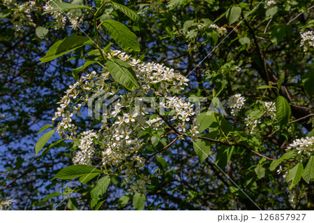Spring branches of Prunus padus adorned with delicate white flowers against a clear blue sky in a vibrant nature setting 126857927