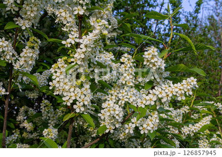 Spring branches of Prunus padus showcase clusters of delicate white flowers against a vibrant green backdrop 126857945