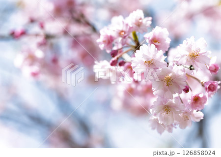 うららかな春日和の光芒に映える美しい桜の花「長湯温泉しだれ桜の里」大分県竹田市 126858024
