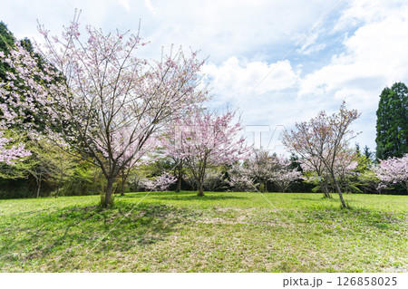 うららかな春日和の光芒に映える美しい桜の花「長湯温泉しだれ桜の里」大分県竹田市 うららかな春日和の光芒に映える美しい桜の花「長湯温泉しだれ桜の里」大分県竹田市 126858025