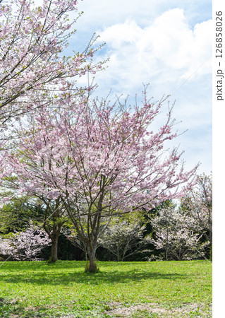 うららかな春日和の光芒に映える美しい桜の花「長湯温泉しだれ桜の里」大分県竹田市 126858026