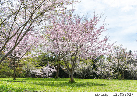 うららかな春日和の光芒に映える美しい桜の花「長湯温泉しだれ桜の里」大分県竹田市 うららかな春日和の光芒に映える美しい桜の花「長湯温泉しだれ桜の里」大分県竹田市 126858027