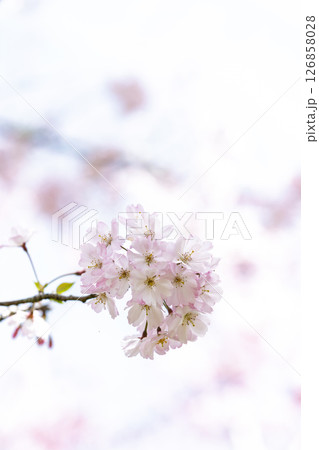 うららかな春日和の光芒に映える美しい桜の花「長湯温泉しだれ桜の里」大分県竹田市 126858028
