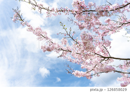 うららかな春日和の光芒に映える美しい桜の花「長湯温泉しだれ桜の里」大分県竹田市 126858029