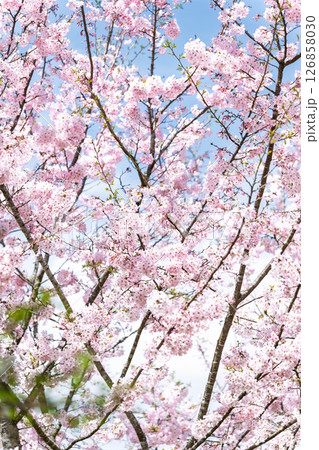 うららかな春日和の光芒に映える美しい桜の花「長湯温泉しだれ桜の里」大分県竹田市 126858030