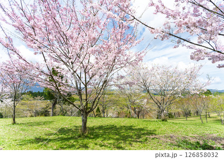 うららかな春日和の光芒に映える美しい桜の花「長湯温泉しだれ桜の里」大分県竹田市 126858032