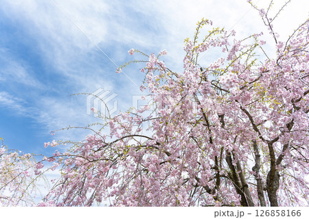 うららかな春日和の光芒に映える美しい桜の花「長湯温泉しだれ桜の里」大分県竹田市 126858166