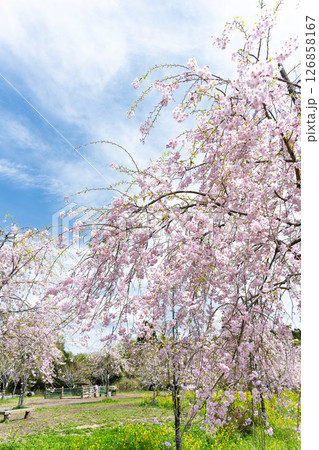 うららかな春日和の光芒に映える美しい桜の花「長湯温泉しだれ桜の里」大分県竹田市 126858167