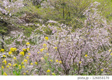 うららかな春日和の光芒に映える美しい桜の花「長湯温泉しだれ桜の里」大分県竹田市 126858170