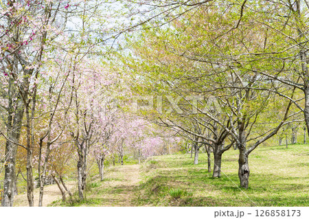 うららかな春日和の光芒に映える美しい桜の花「長湯温泉しだれ桜の里」大分県竹田市 126858173