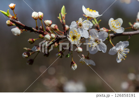 Spring blossoms of Prunus cerasifera or Prunus divaricata display delicate white flowers against a blue sky backdrop in a serene natural setting 126858191